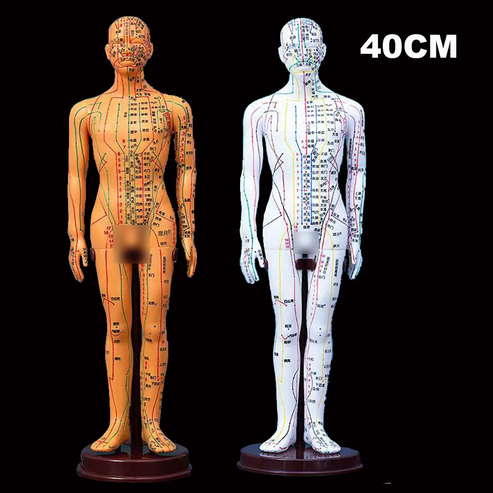 

40CM Adult Human Body Acupuncture Model Chinese Medicine Man/Woman Meridians Models Teaching Medical Education Tool Home Decor