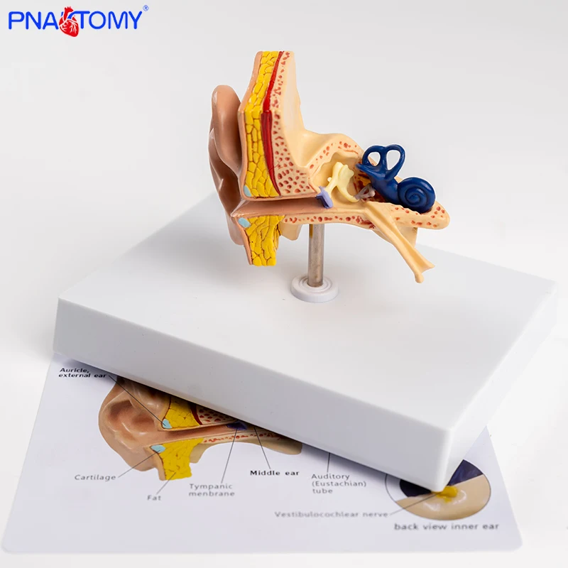 

Life Size Ear Structure Model Ear Anatomy Model Outer Middle Inner Ear Auditory System Ear Structure Teaching Model Medical