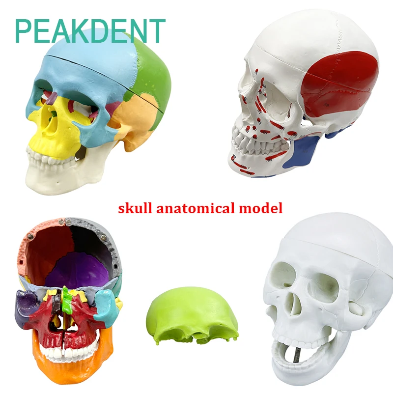 

Dental Teaching Anatomy Simulation Tool Adult Anatomy Skeleton Head Model Dental Medicine Demonstration Teaching Model