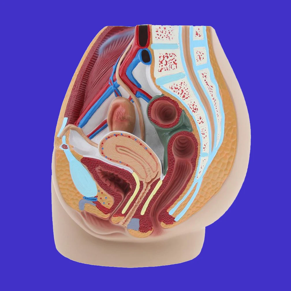 

New Teaching Simulation Female Pelvic Model Women Genitourinary System Specimen Median Sagittal Cut Human Anatomy Medicine