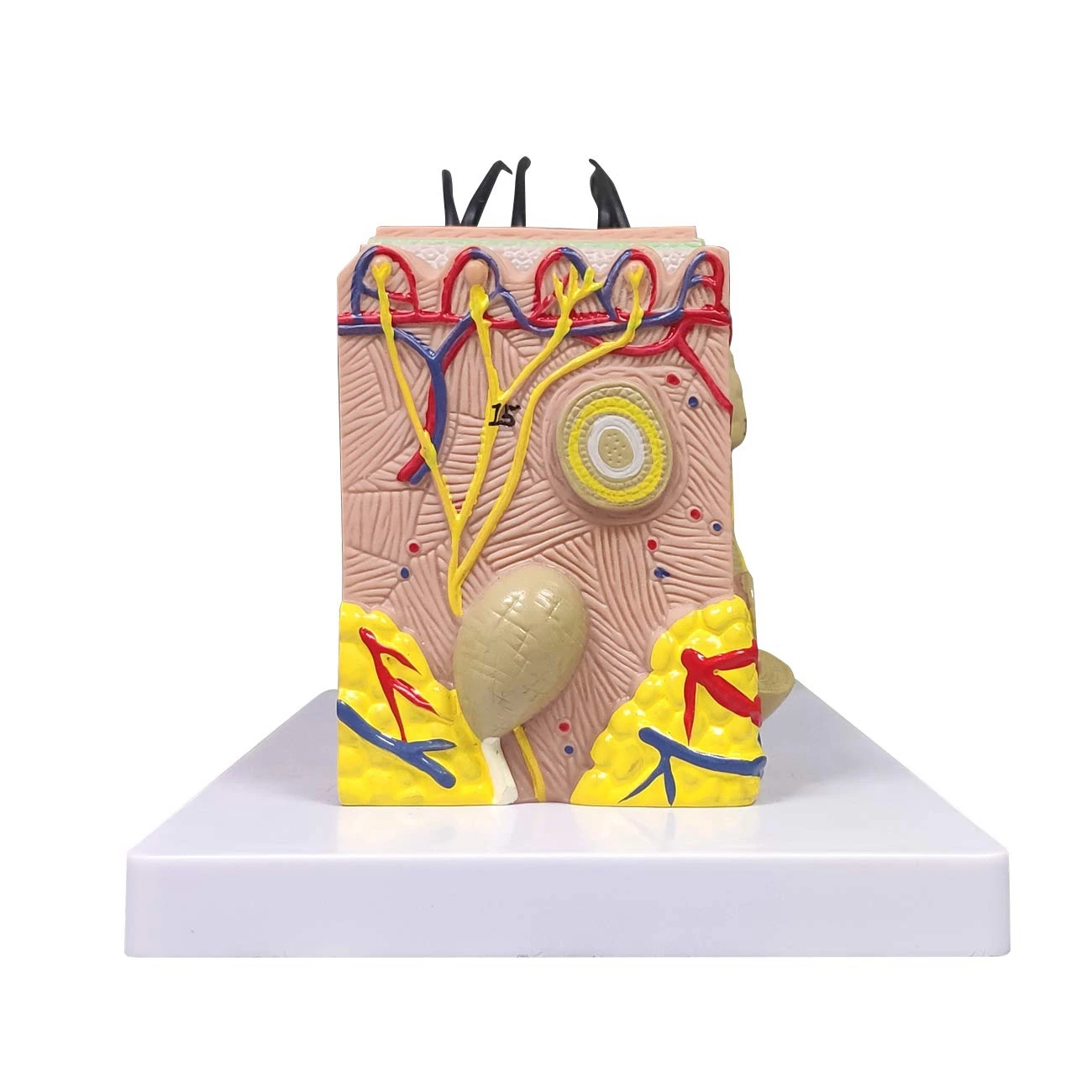 J1UL1N Skin Model, 35X Enlarged Anatomical Model Anatomy For Science Classroom Study Display Teaching Model