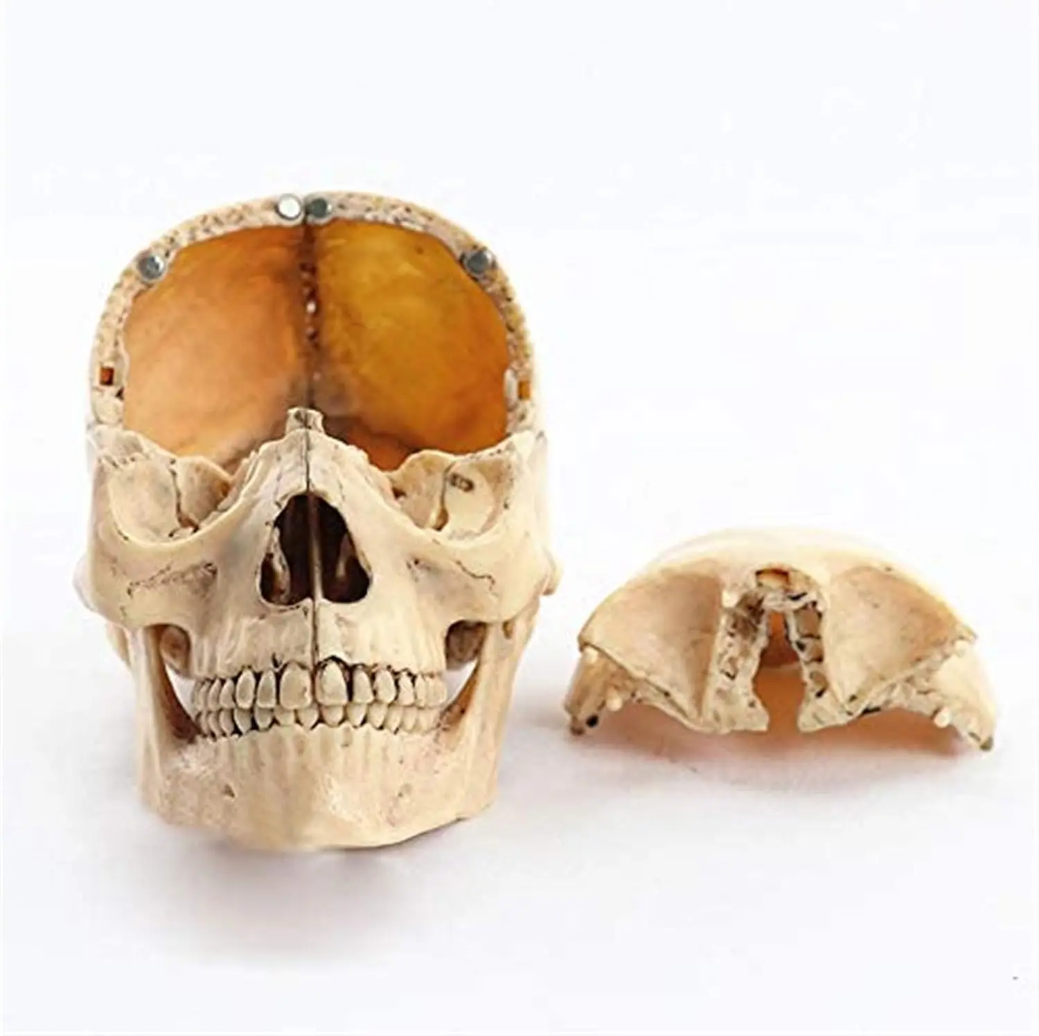 15PCS Detachable Dissecting Skull Anatomy Model Human Skeleton Structure Medical Teaching Training Supplies