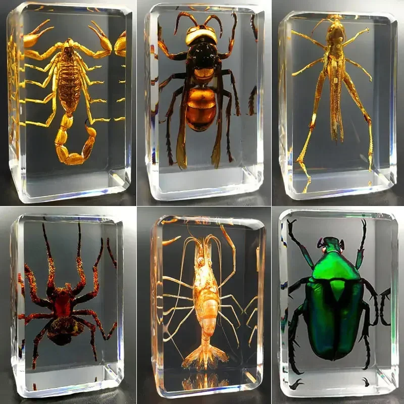 Insect specimens, real and transparent, creative small ornaments, kindergarten teaching, observation of spiders and beetle