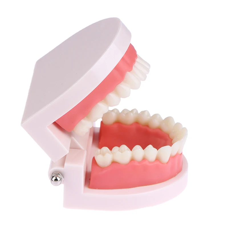 نموذج تعليم الأسنان نموذج لشكل الأسنان القياسي دراسة التدريس مظاهرة Typodont لنماذج التدريب على ممارسة طلاب طبيب الأسنان