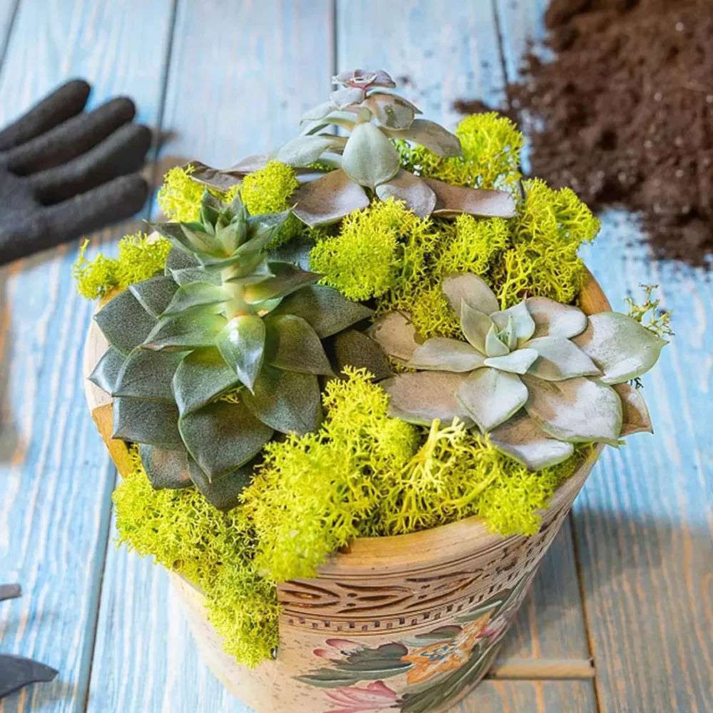 

Artificial Green Moss Plants Eternal Life Grass Mini Landscape Fake Grass DIY Crafts for Home Living Room Garden Decoration