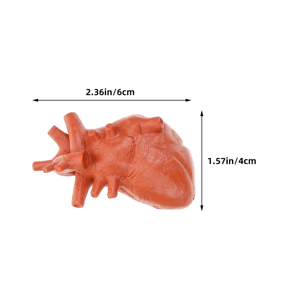 2Sets Realistic Human Organ Models Montessori Teaching Aids Kids Anatomy Educational Tools Brain Heart Stomach Lung Liver Kidney