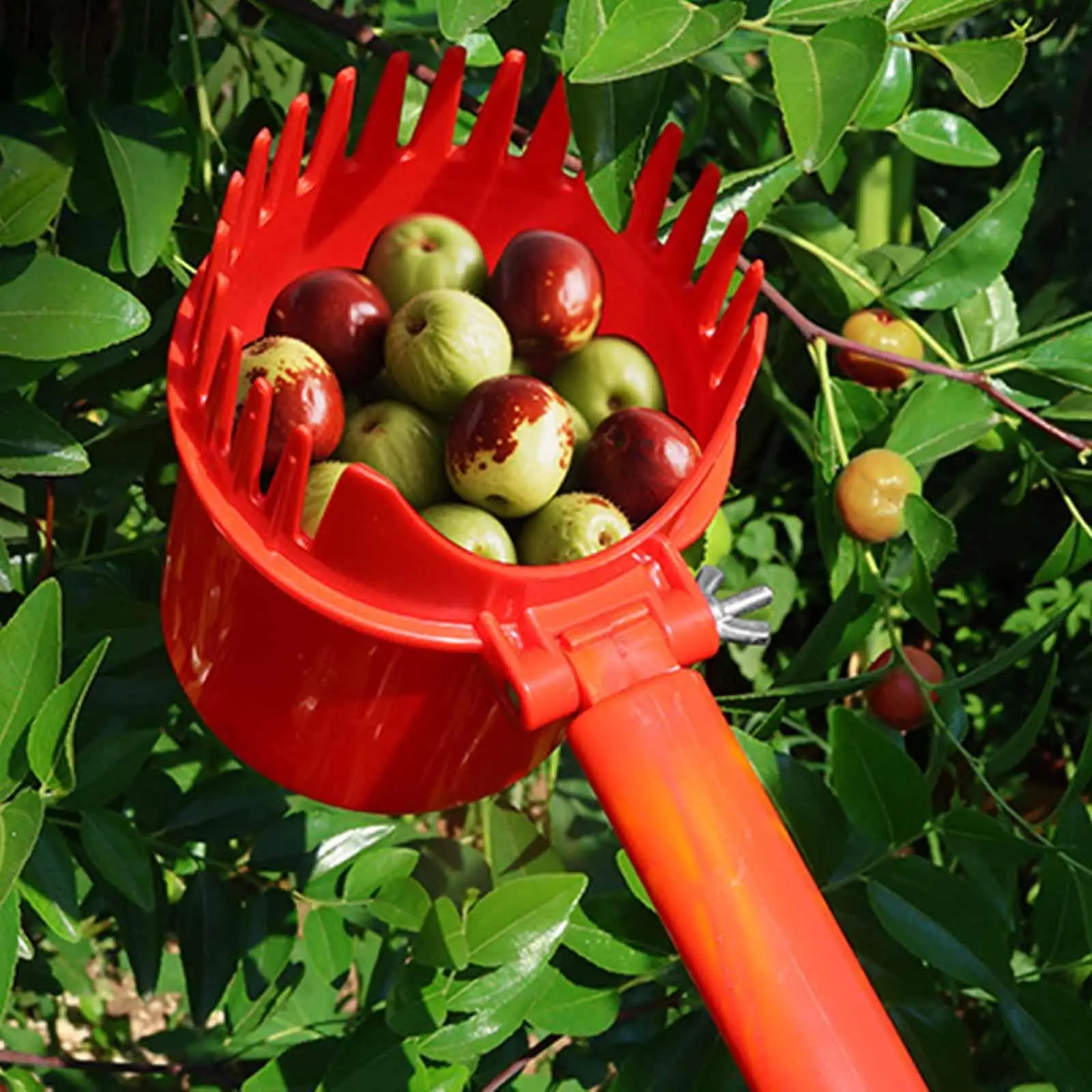 

Jujube Picker Farm Picker Small Fruits Harvesting Easy to Use High Performance Sturdy Practical Efficient Jujube Picking Tool