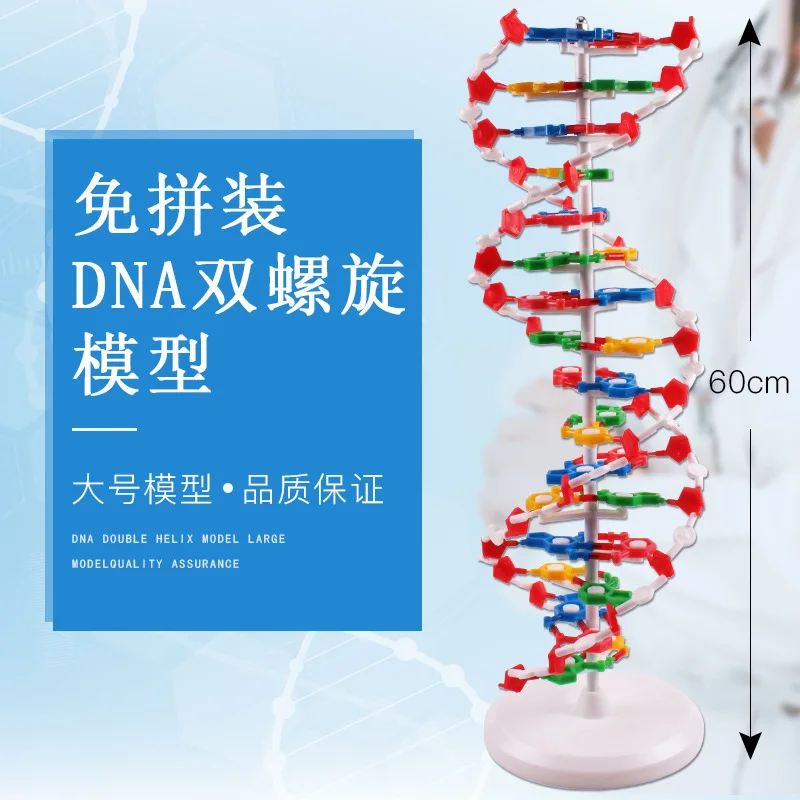 DNA double helix structure model high school structure teaching aids