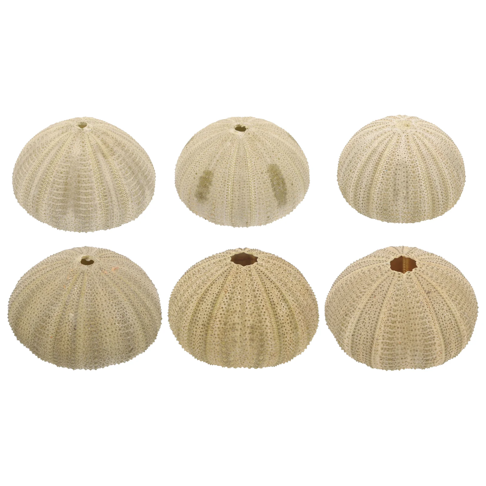 6 Pcs Succulent Pot Sea Urchin Shell Decoration Fish Tank Decorations Shells for Air Plants