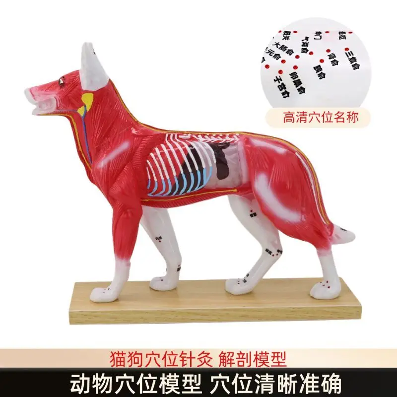 Dog body acupuncture and moxibustion point model Dog anatomy Cat acupuncture and moxibustion model Animal teaching aid