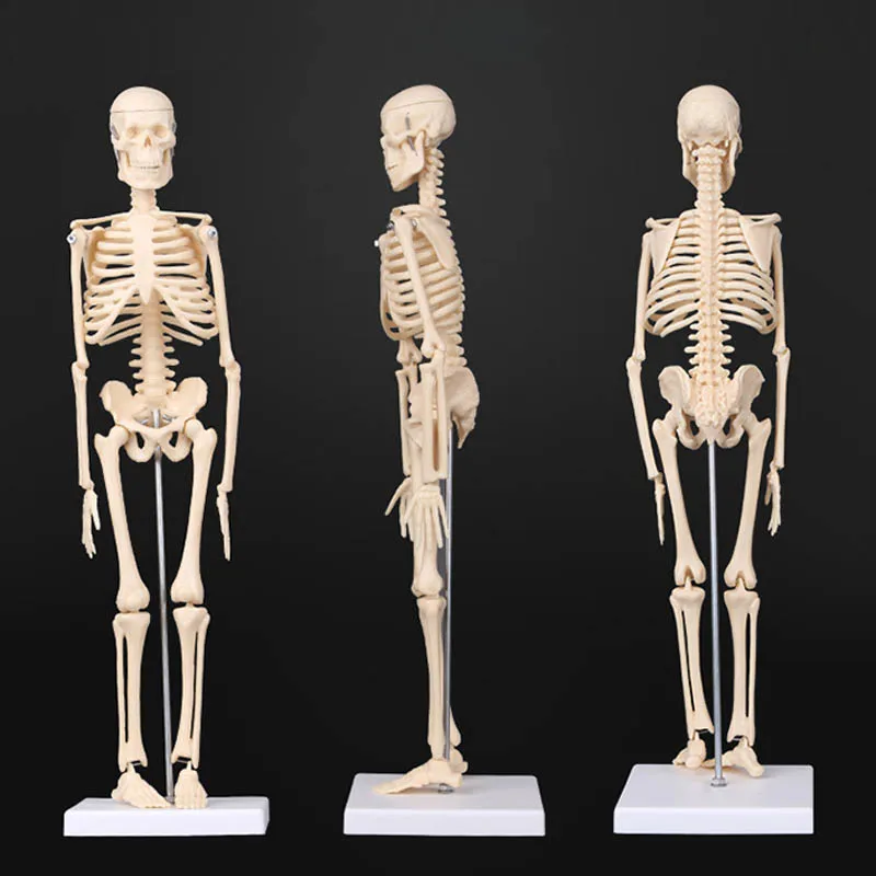 인체 해골 모델, 탈착식 백골 뿌리, 전신 플라스틱 해부학 의료 모델, 학습 교육 자료, 45cm, 20cm