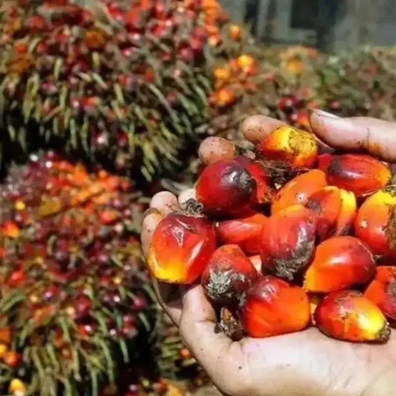 Extrator Automático de Óleo de Palma, Máquina de Processamento de Frutos de Palma