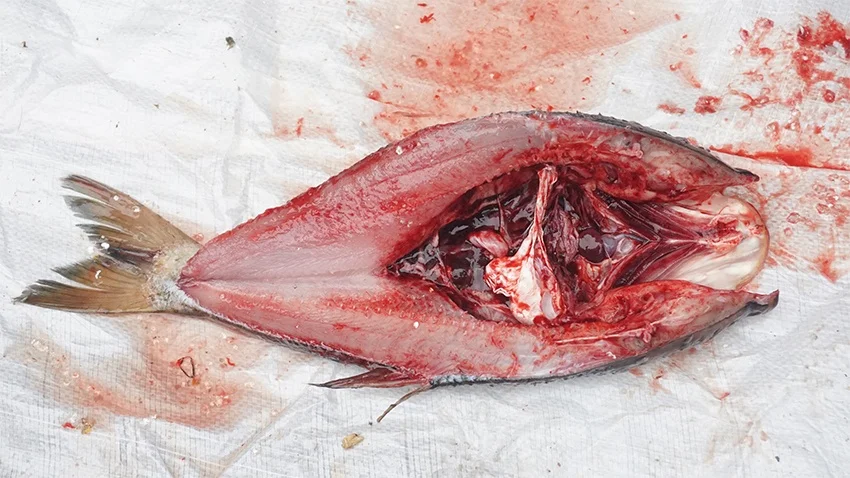 Commercial Automatic Fish Killing Remove Scaler Cutting Machine Fish Scaling Filleting Machine