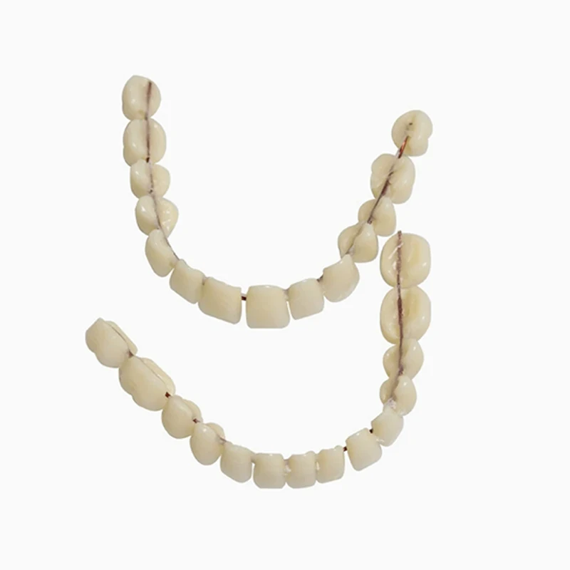 

S/M/L Size Resin Denture Upper Lower Teeth Full Mouth Preformed Dentition Oral Care Teaching Model