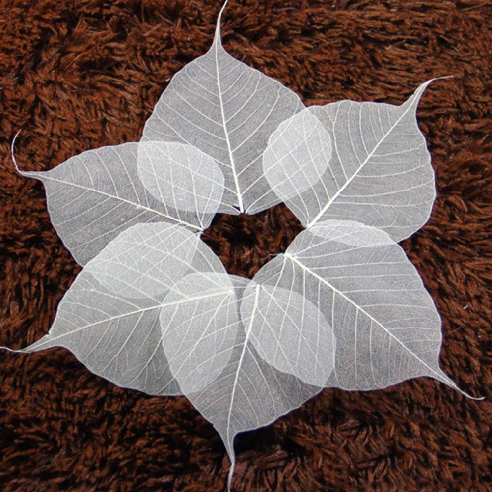 10Pcs Natural Leaves Dried Leaf Vein Material for Handmade Bookmarks Greeting Cards Scrapbook Art Home Decoration