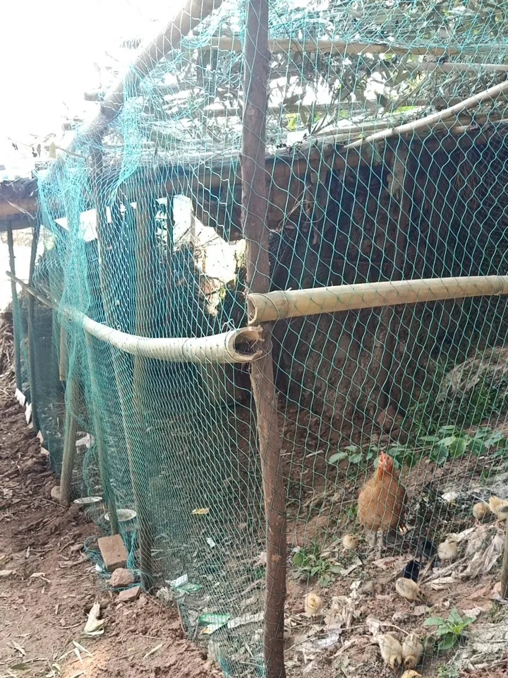 Robustes Anti-Vogel-Netz für den Garten, Hirsch, Zaunnetz, Gartennetz und Pflanzen, schützendes Zaunnetz für Anti-Vogel-Hirsch, Katzen und Hunde – Detail 12