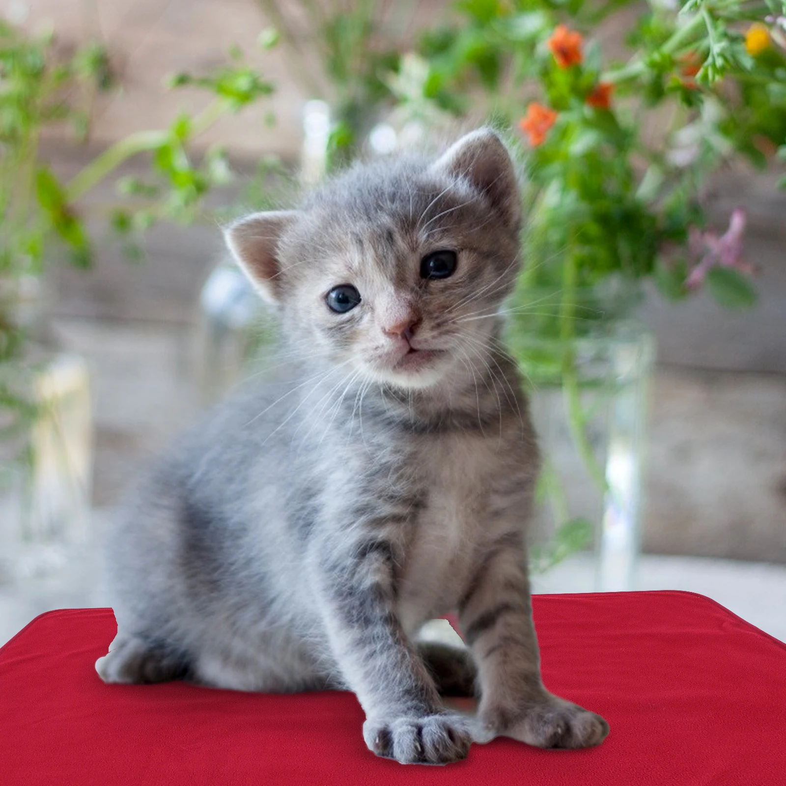 ผ้าห่มไฟฟ้า USB เครื่องทําความร้อน Pad เตียงสัตว์เลี้ยงอุ่นแมวเครื่องทําความร้อนสุนัขขนาดเล็ก 100% โพลีเอสเตอร์ฤดูหนาวเบาะ