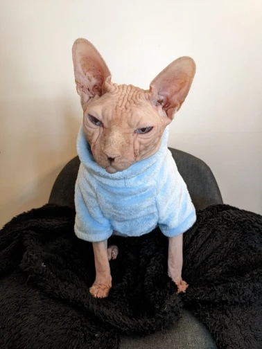 Modische Kleidung für Katzen Sphynx Katzenpullover Kätzchen Kleidung Hound Dog Hoodie Kleidung für Sphinx Katzenoutfit Haustieroveralls – Detail 4