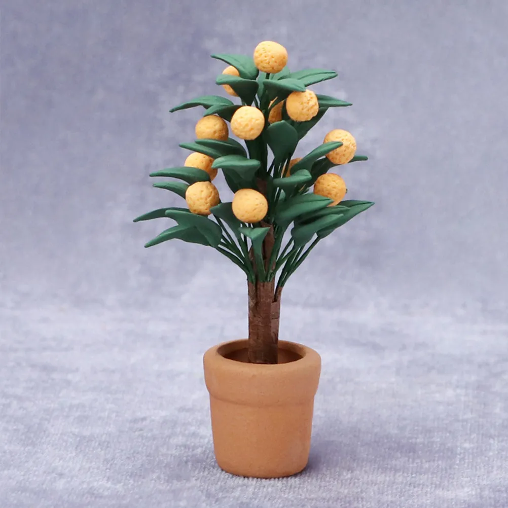 Árbol de Kumquat en Miniatura, - Bonsai Garden Europe reseña y precio