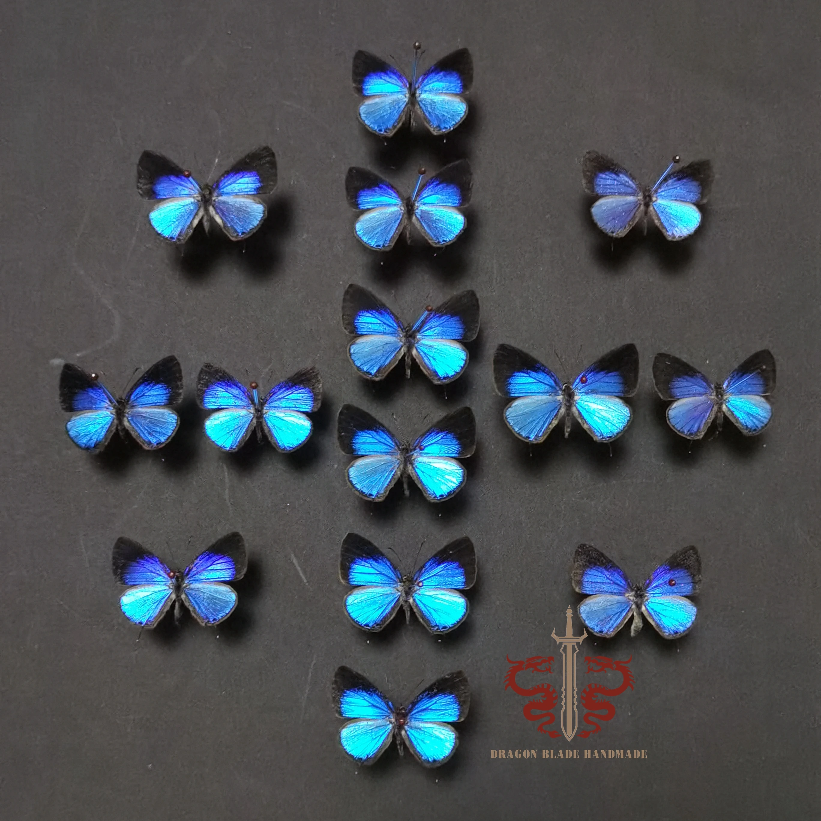 Butterfly specimen Jamides bochus, 10pc wings spread A1/A- high quality, Decorative Display Collection Gifts