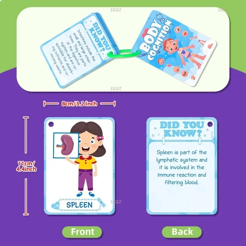 Flash Card 36 Body Cognitive Cards Cross Border Hot Sale Children's Enlightenment Education Puzzle Cognitive Card Education