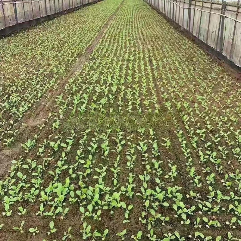 Vegetable electric universal planter, one spoonful without lifting seedlings, any vegetable seeds
