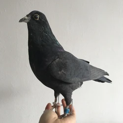 1Pcs real Taxidermy Eurasian pigeon Columba specimen Teaching / Decoration