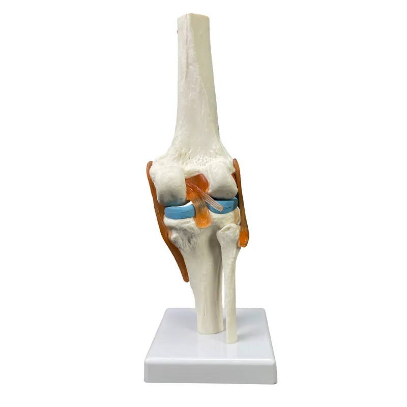 1:1 等身大成人人間の膝関節解剖モデル医療科学教育リソース靱帯機能膝関節モデル