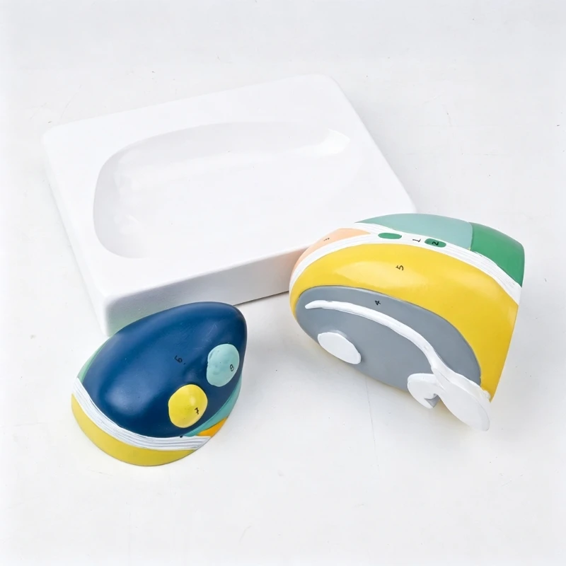 Enlarged Thalamus Anatomy Model with Detachable Color Coded Sections for Study H8WD