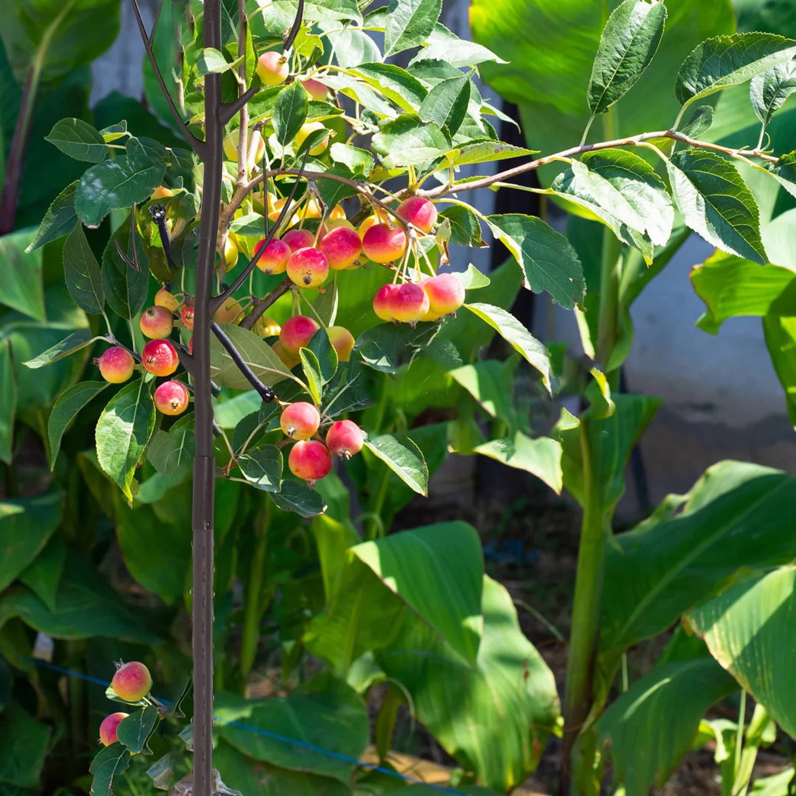 

5 set Plant Climbing Pole Moss Poles For Climbing Plants Garden Trellis Indoor Outdoor Plant Support Potted Plants Holder Garden