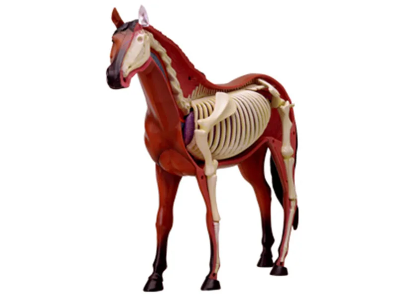 4D Vision Horse Organ Anatomy Model Animal Puzzle Toys for Kids and Medical Students Veterinary Teaching Model