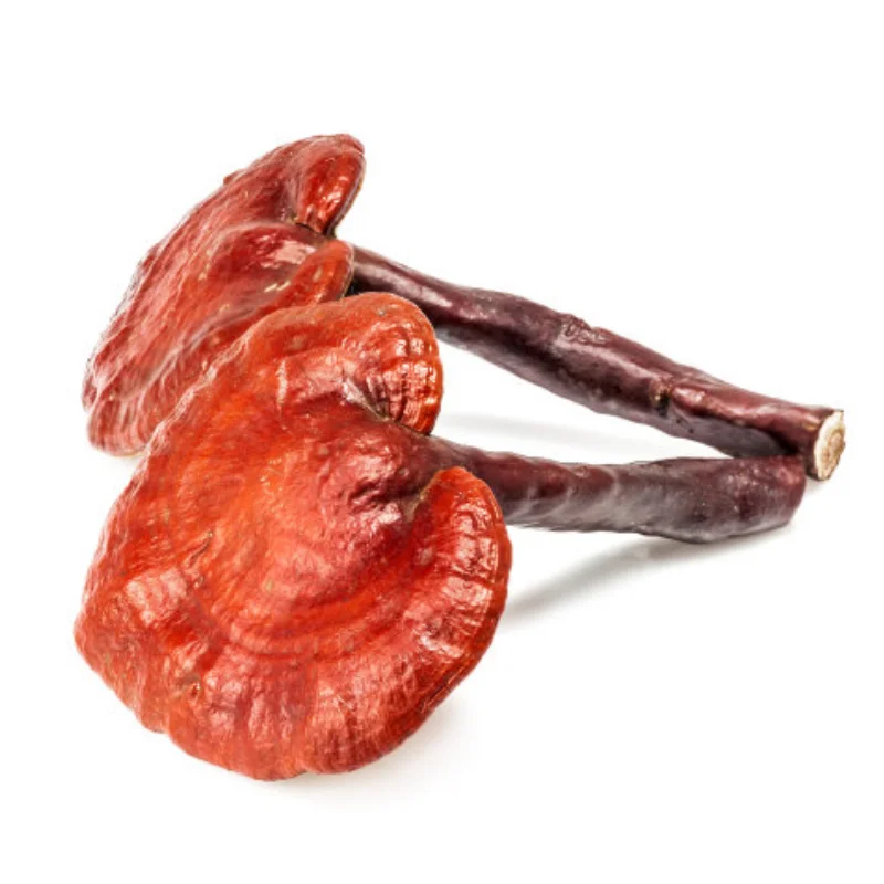 

VP OPTIC H10 Specific 1.2mm 304 Stainless Steel Metal Chassis Armor, Factory Hole Non-Destructive Installation