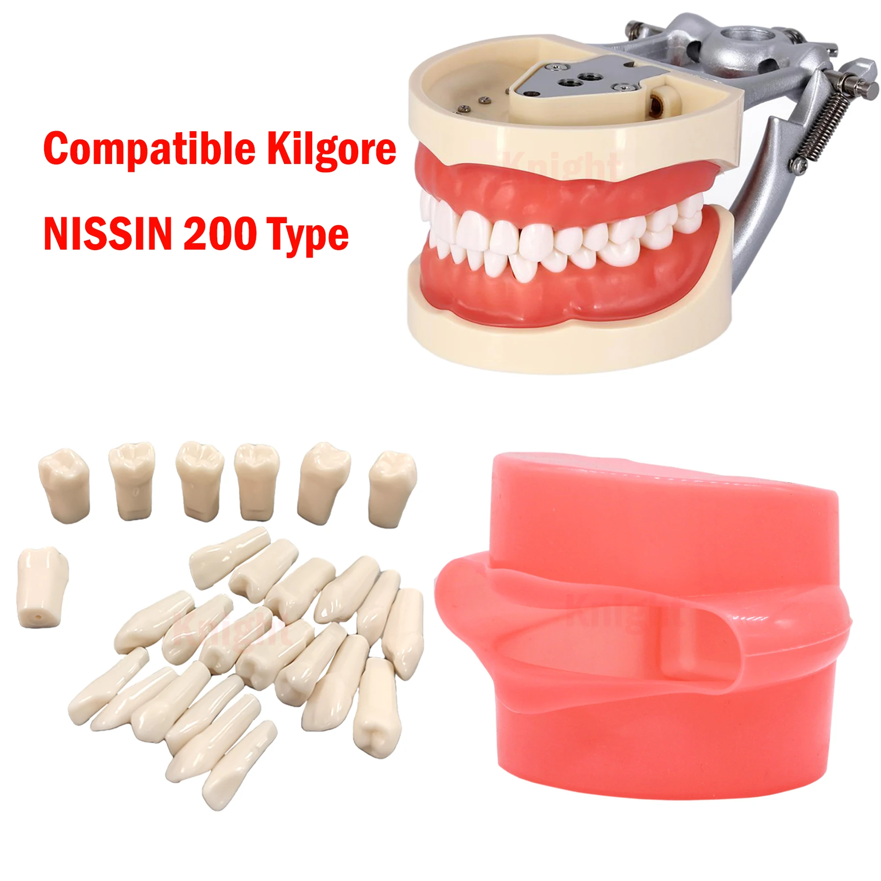 

Dental Teeth Model For Training Learning Dentistry Resin Teeth Dentist Teaching Model Compatible Kilgore NISSIN 200 Type