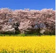 2 Din Radio For Toy… - image