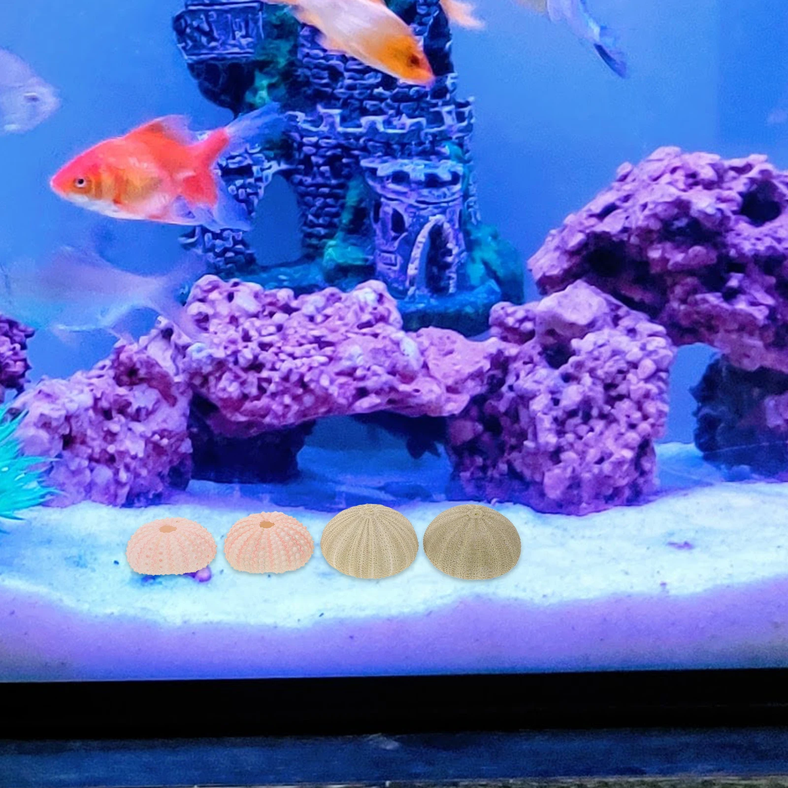 

5Pcs Sea Urchin Shells for Air Plants Creative Natural Planter Hanging Holder DIY Craft Supply Tabletop Decor Fish Tank Accent