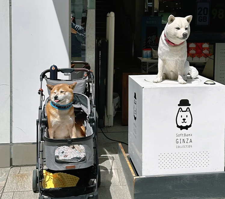 Pet cart is light, folding, separating, basket carrying, cat and dog going out.