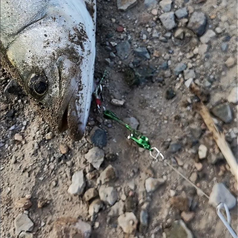 Señuelo VIB metálico de natación vibratoria para agua dulce y salada - imagen 3