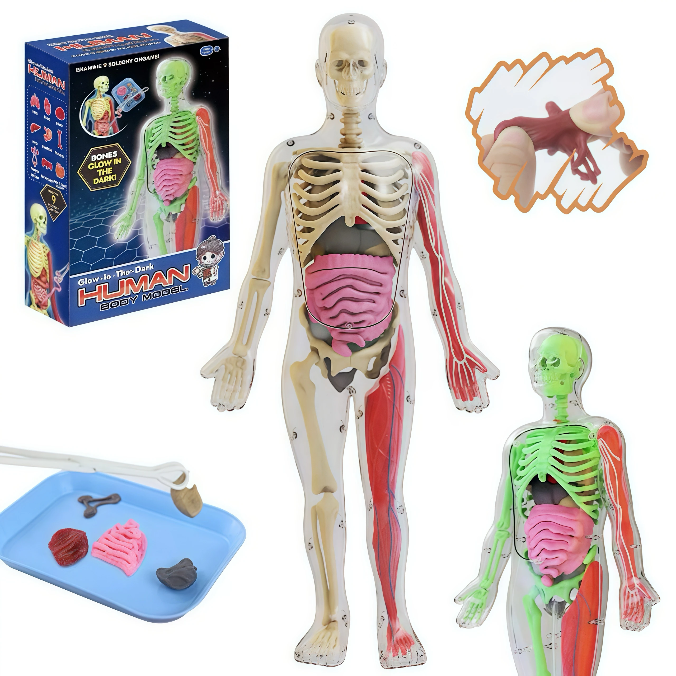 DIY Glowing Human Body Model, Teaching tools,Mst Model, Regalo Halloween traktatie,Decoration anime,Choice day, Educational toys