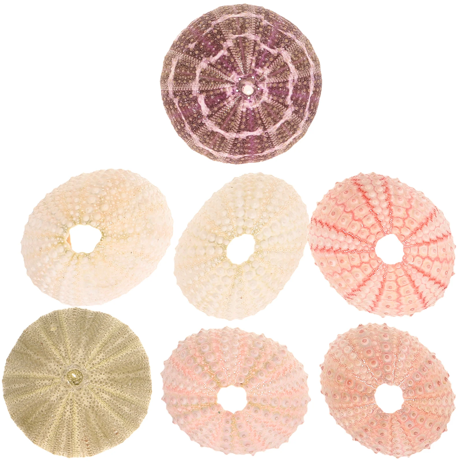 7 Pcs Natural Conch Shell Mediterranean Air Pineapple Potted Sea Urchin 7pc Flowerpot Fish