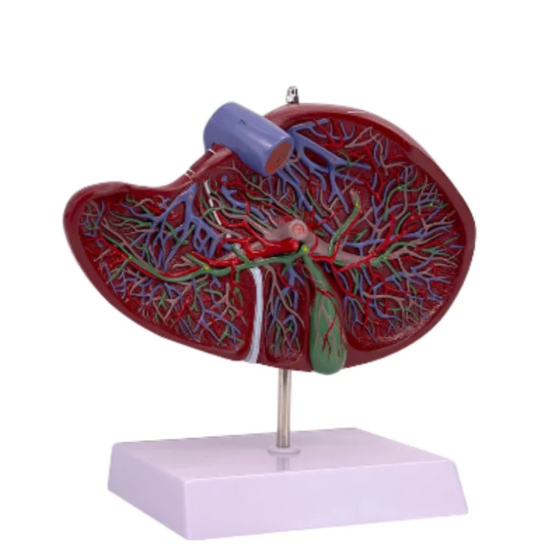 

High Quality Hepatopancreatic Duodenal Model Pancreas Structure Model