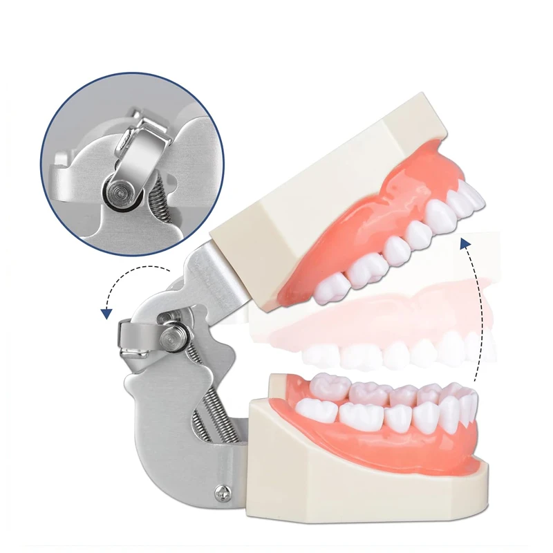 28/32pcs Teeth Model Dental Teaching Model Soft Gum Teeth Resin Typodont Teeth Model for Dentist Practice Studying Dentist Tools