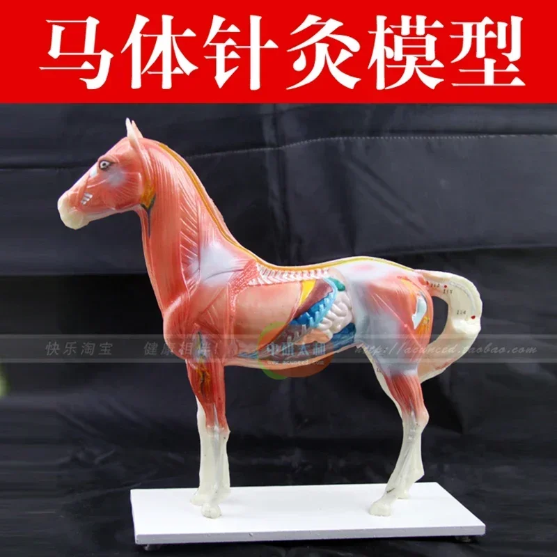 Horse Model Horse Anatomy Acupuncture Point Pattern Animal Model Horse Anatomy Mold