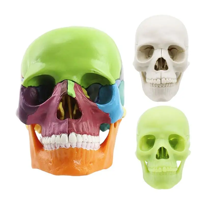 

Skull Model 15-Part Life-Size Detachable Skull Heads Human Skull Caps Realistic Human Head Skull Anatomical Model For Enhanced