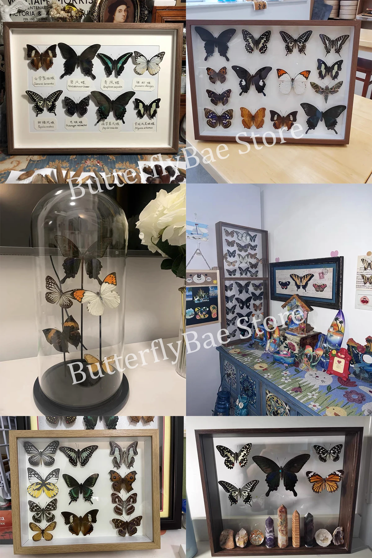 10-100Pcs Real Butterfly Specimens Insect Figurines Production Charm Home Decoration Accessories for Living Room Collection Art