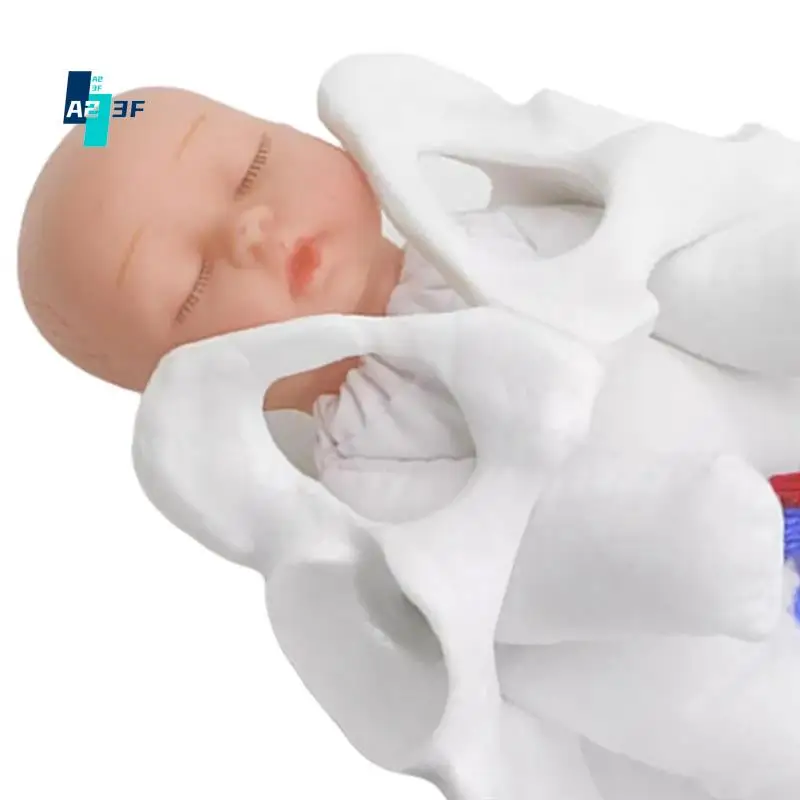 

A23F-New Female Pelvis Model Childbirth Model For Science Education Teaching Study Fetus Umbilical Cord Placenta Model
