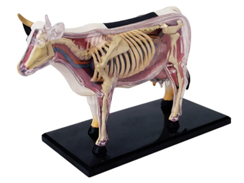 For  4D Cow Assembling Toy Animal Biology Organ Anatomical Model Medical Teaching Model