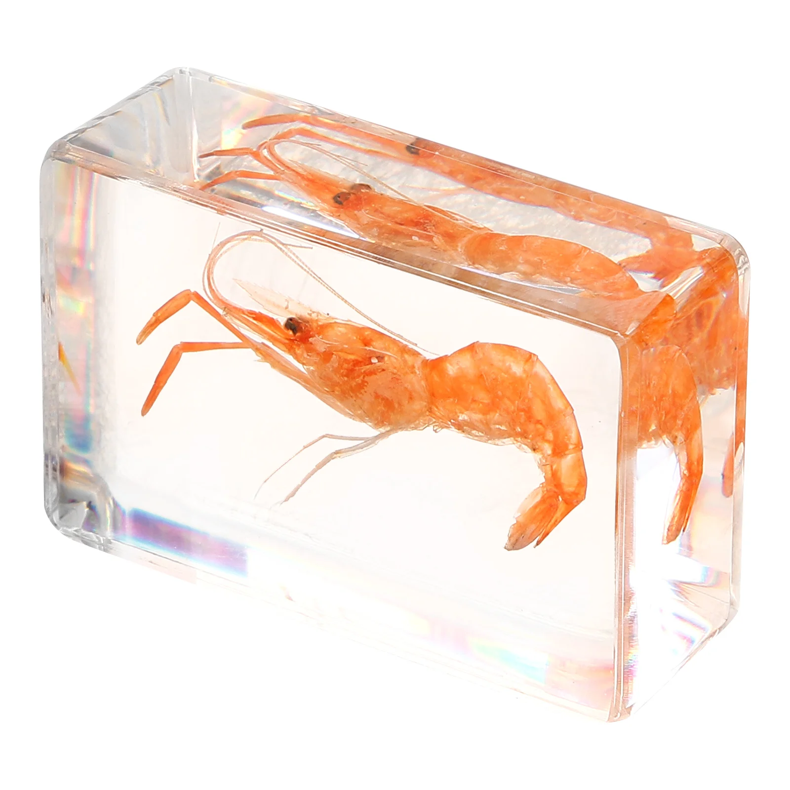 Insect Specimen Resin Shrimp Craft Crafts Artificial Collection Decor Decoration Decorative Science