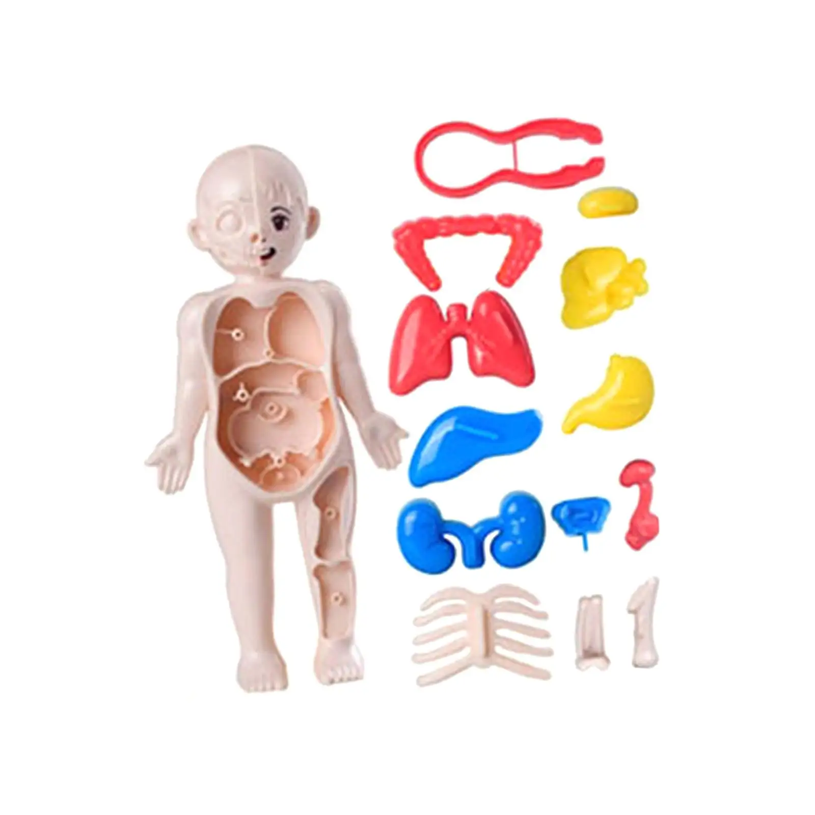 Rompecabezas de cuerpo humano para niños, modelo de órganos extraíbles, juguete de aprendizaje de ciencia, juego de enseñanza para ayuda didáctica, niños