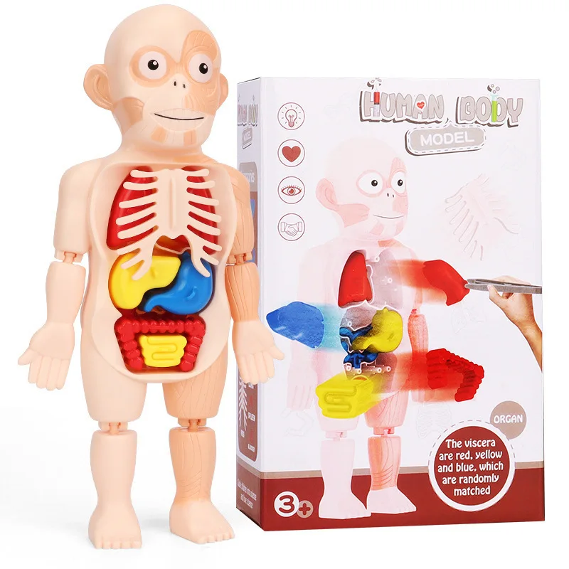 Human Torso Body Model Children's Learning Tools Human Organ Model Anatomy Anatomical Medical Internal Organs For Teaching