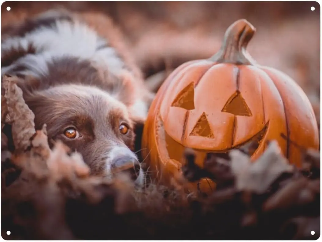 Metal Tin Sign, Halloween Dog Autumn Pumpkin Wall Decor Art Signs for Home Coffee Gate Bar -